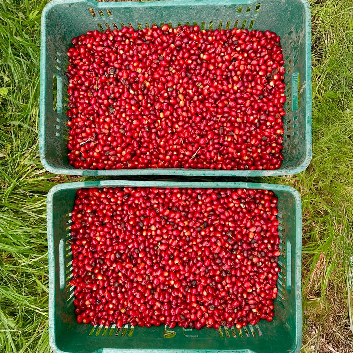 Panama Chiroso