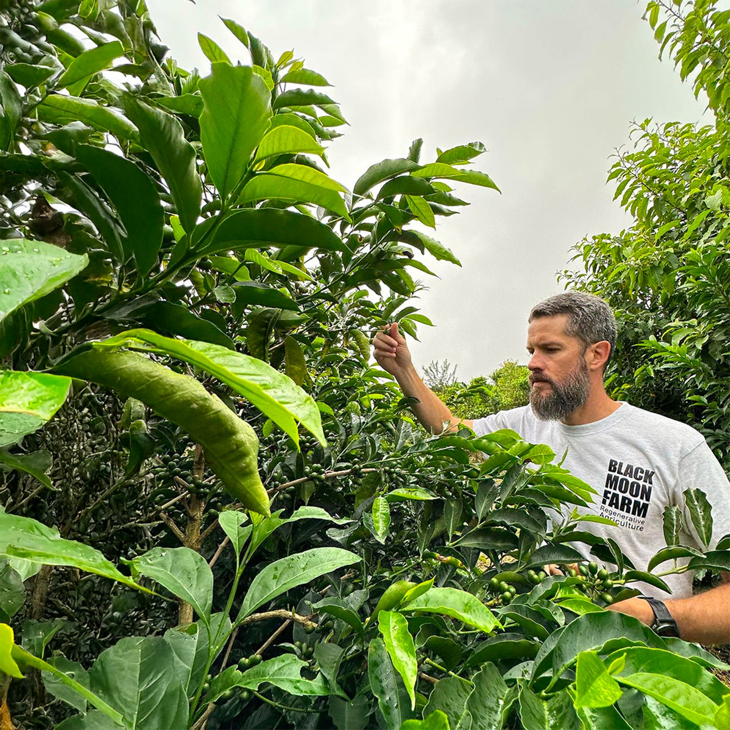 Panama Chiroso