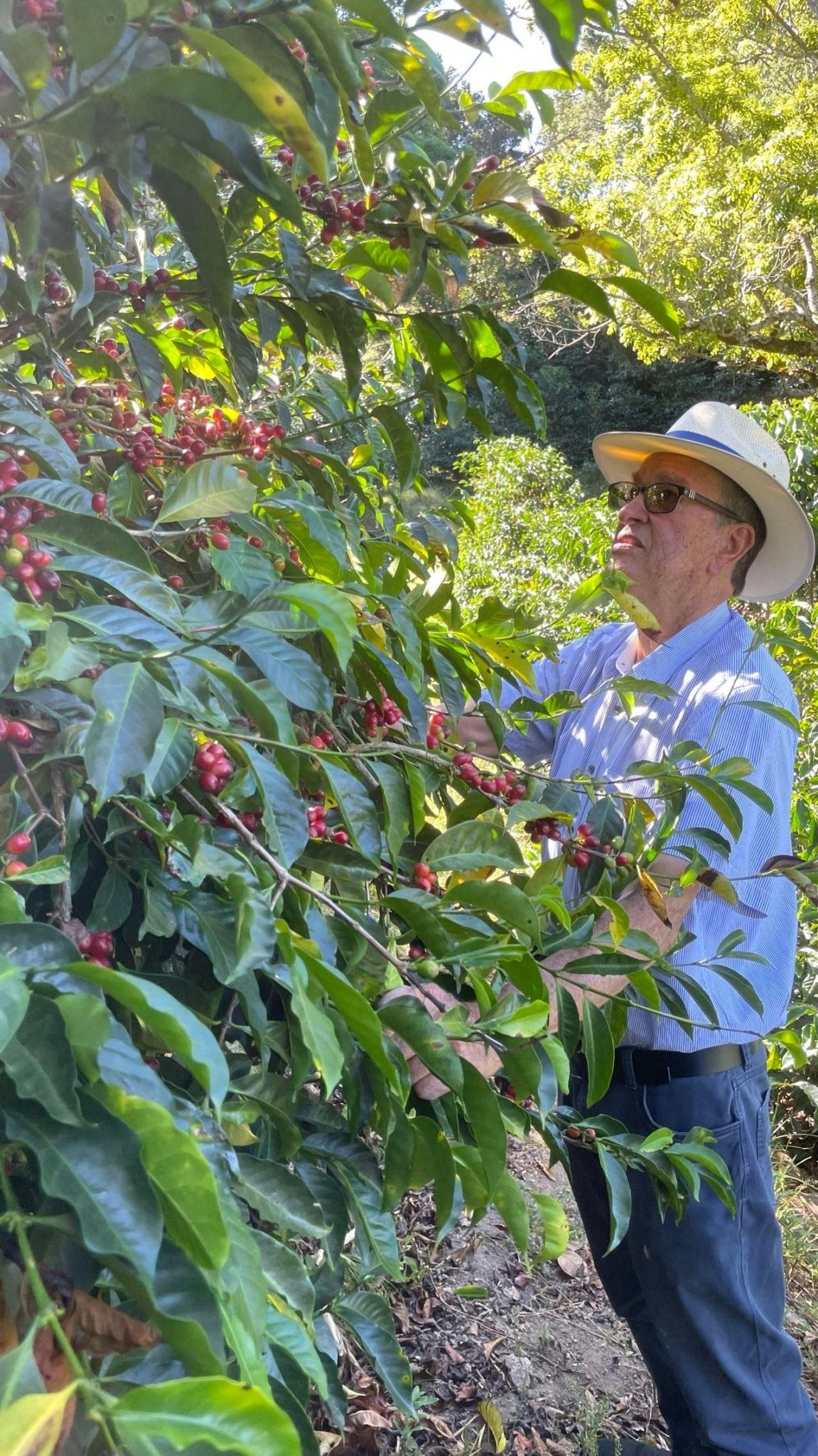Costa Rica Gesha Experimental
