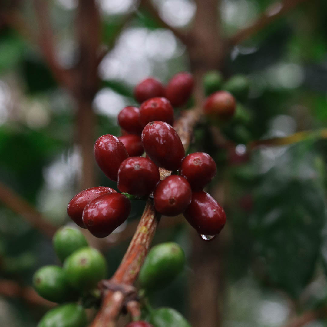 Premio Sabor 2023 Gesha anaeróbico