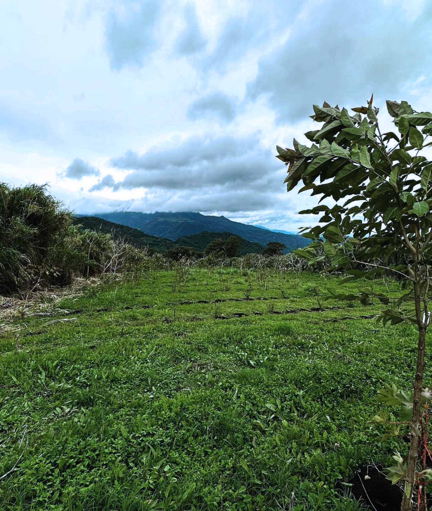 Geisha Panama