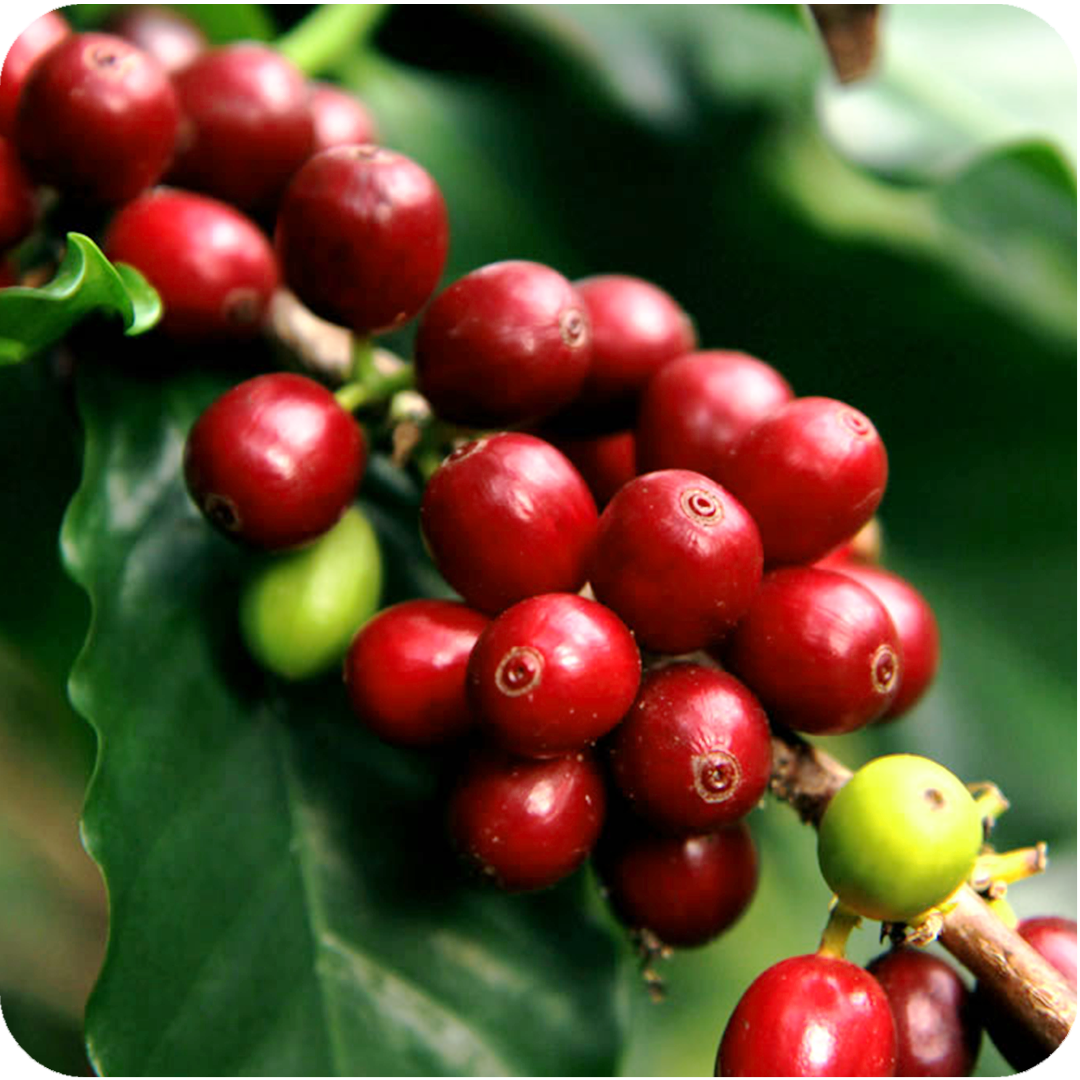 Colombia Lavado