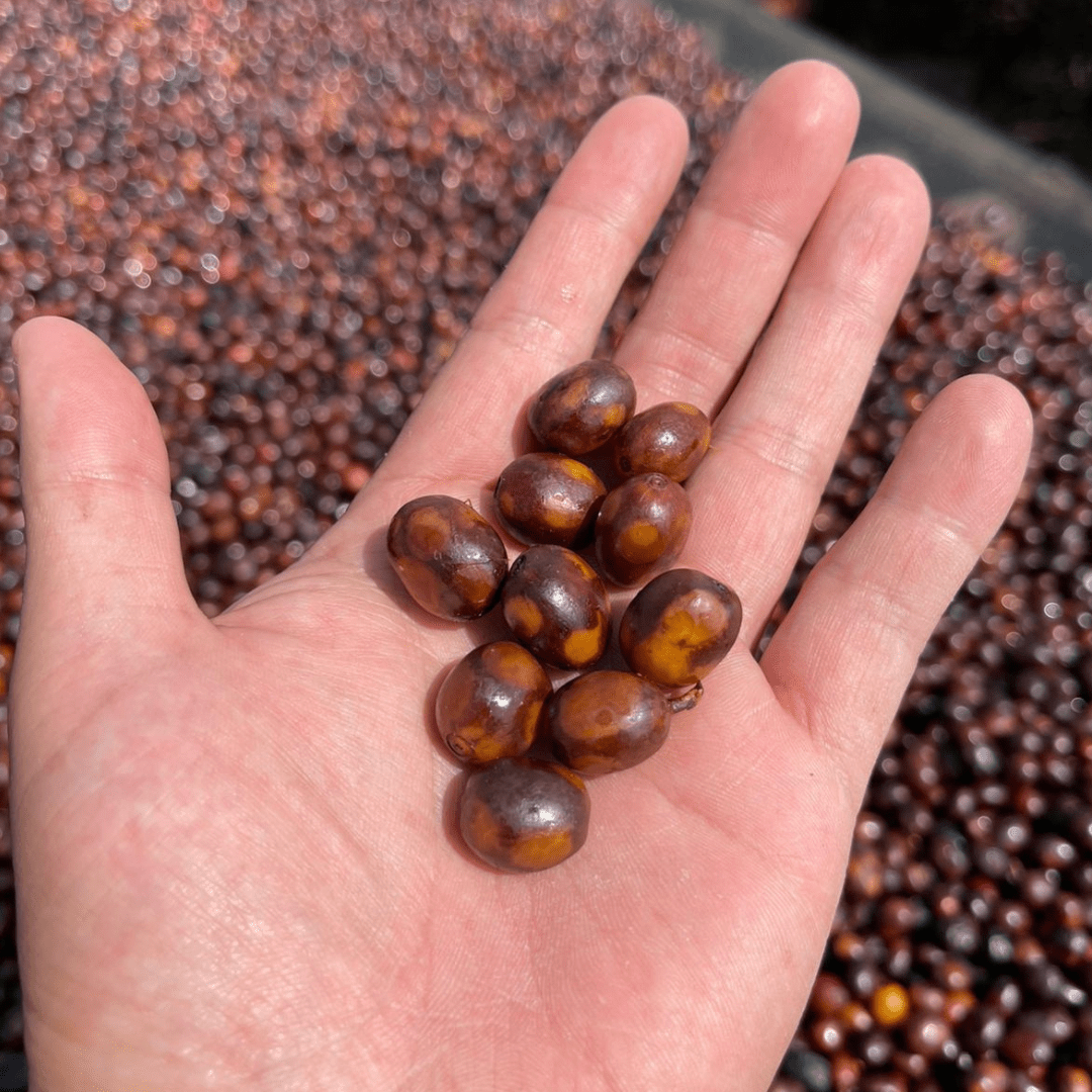 Typica Natural
