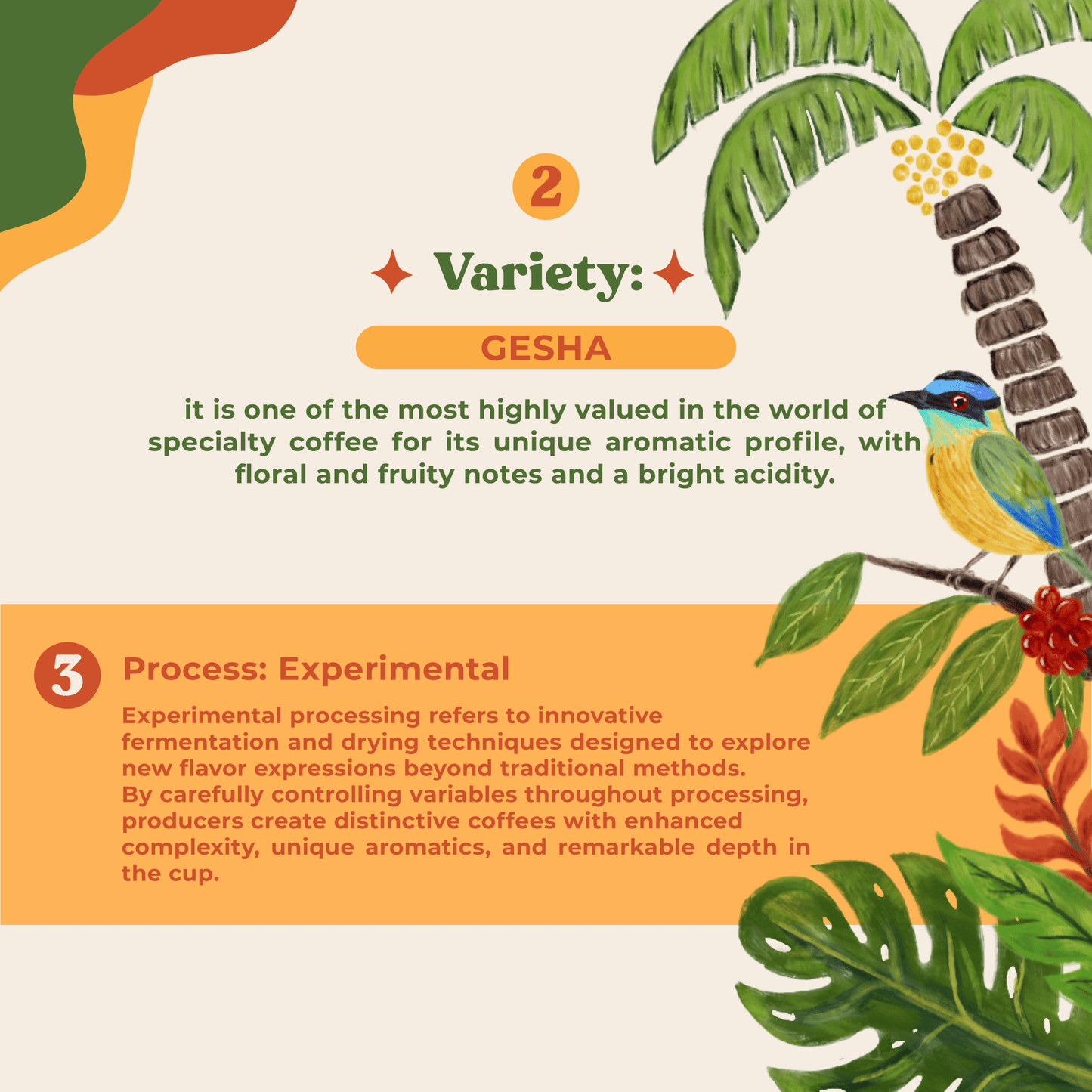 Costa Rica Gesha Experimental