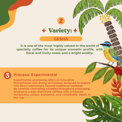 Costa Rica Gesha Experimental