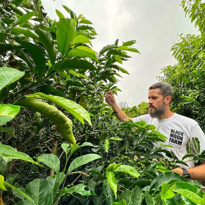 Panama Chiroso