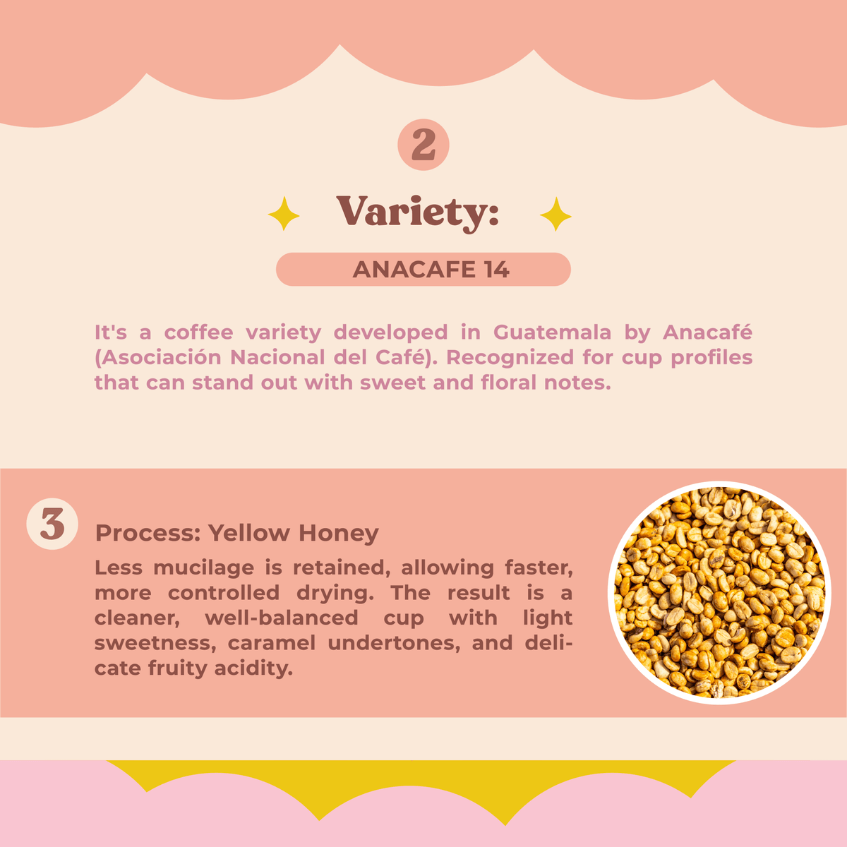 Rancho Viejo Anacafe