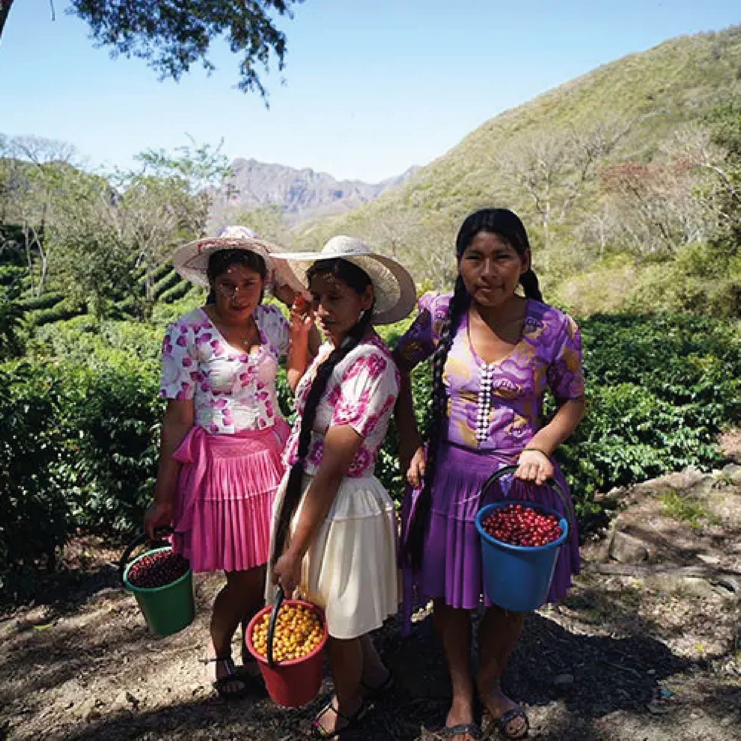 Gesha Series Finca Los Rodriguez (Edición Limitada)