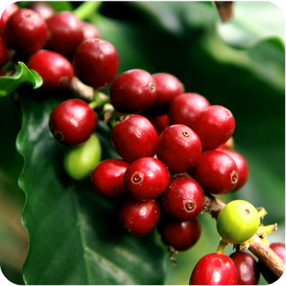 Colombia Lavado